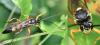 Diphyus quadripunctorius